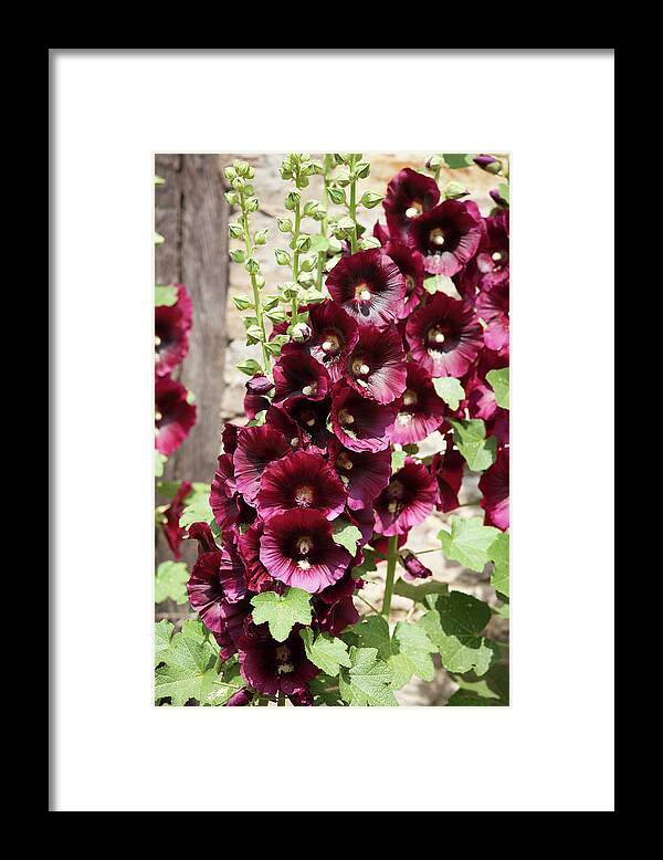 Outdoors Framed Print featuring the photograph Hollyhocks by Andrew Dernie