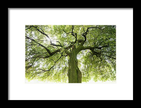 Ip_71125758 Framed Print featuring the photograph Holm Oak Tree quercus Ilex, Backlit, Bellaggio, Lake Como, Italy by Daniel Schoenen Fotografie