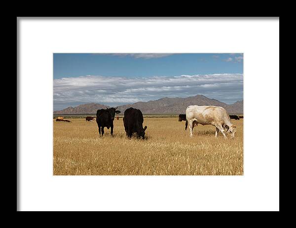 Cow Framed Print featuring the photograph Home On The Range by Dustypixel