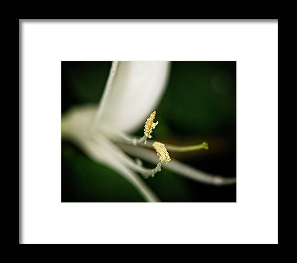 Nature Framed Print featuring the photograph Honeysuckle by John Benedict