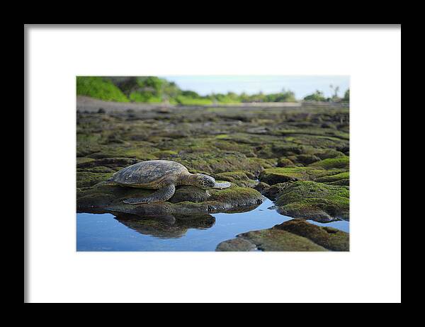 Wildlife Framed Print featuring the photograph Honu reflections by Ivan Franklin
