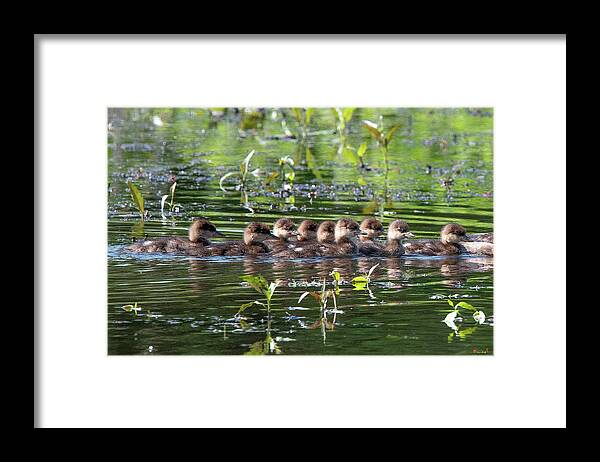 Nature Framed Print featuring the photograph Hooded Merganser Ducklings DWF0203 by Gerry Gantt