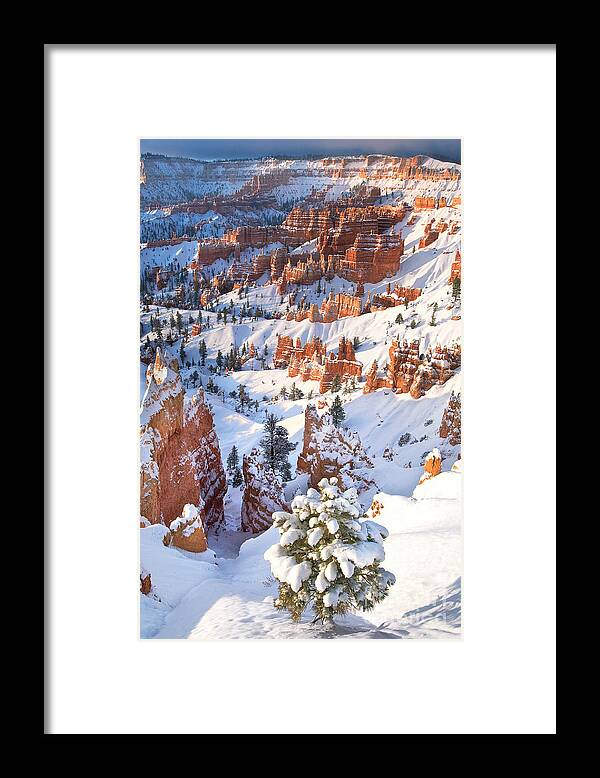 North America Framed Print featuring the photograph Hoodoos and Fir Tree in Winter Bryce Canyon NP Utah by Dave Welling