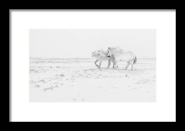 Horse Framed Print featuring the photograph Horse Dance by Haim Rosenfeld
