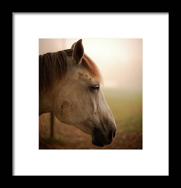 Horse Framed Print featuring the photograph Horse Head Profile by Tru View Photography