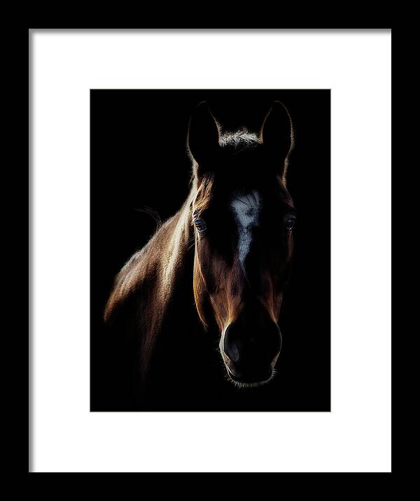 Horse Framed Print featuring the photograph Horse In Backlight by Ryan Courson Photography