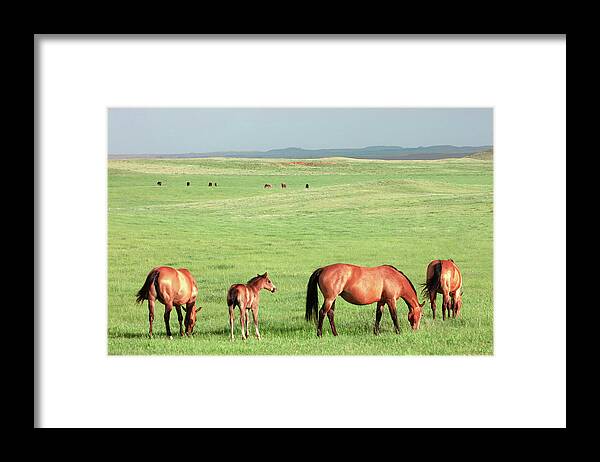 Baker Framed Print featuring the photograph Horse Pasture by Todd Klassy