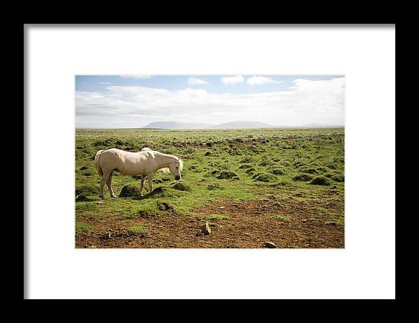 Horse Framed Print featuring the photograph Horse Stands In Open Field by Zack Seckler