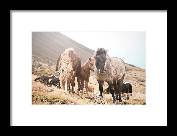 Animals Framed Print featuring the photograph Horses Of Hofn I by Laura Marshall