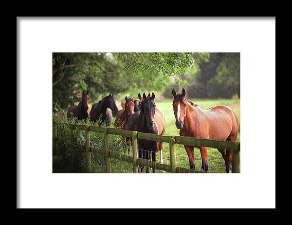 Horse Framed Print featuring the photograph Horses Sheltering From The Rain By Fence by Olivia Bell Photography