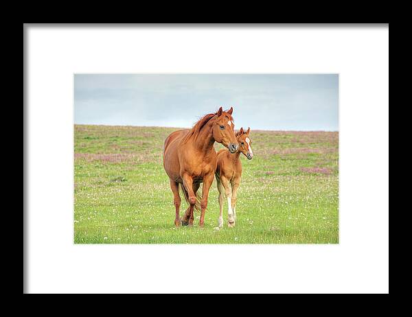 Horse Framed Print featuring the photograph Horses Walk Across Mountain Meadow by Wildroze