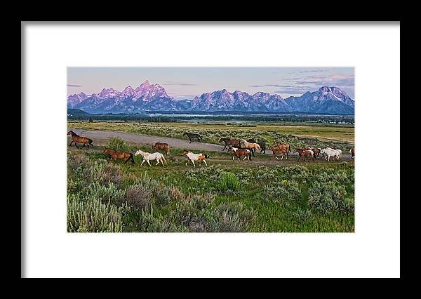 Horse Framed Print featuring the photograph Horses Walk by Jeff R Clow