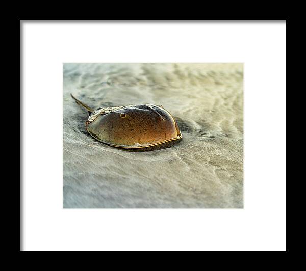 Beach Framed Print featuring the photograph Horseshoe Crab on the Beach by William Dickman