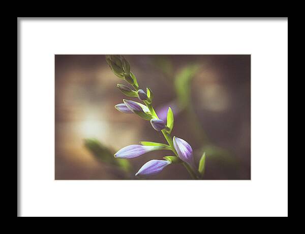 Hosta Framed Print featuring the photograph Hosta Blooms by Lori Rowland