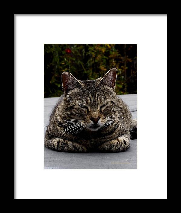 Animal Framed Print featuring the photograph Hot Tub Cat by Richard Thomas