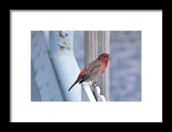 Finch Framed Print featuring the photograph House Finch on the U.S.S. Wisconsin by Nicole Lloyd