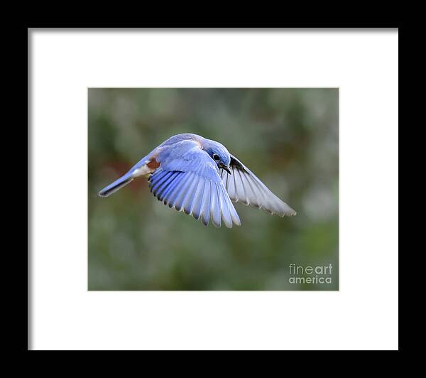 Bluebird Framed Print featuring the photograph Hovering Bluebird by Amy Porter