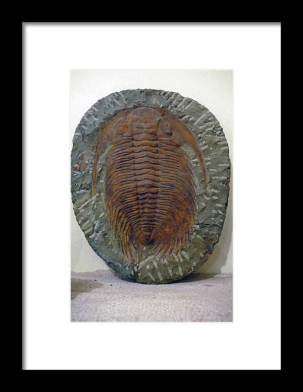 Erfouad Framed Print featuring the photograph Huge trilobite fossil, hundreds of millions of years old by Steve Estvanik