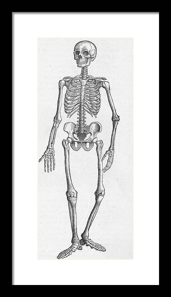 Engraving Framed Print featuring the photograph Human Skeleton by Kean Collection