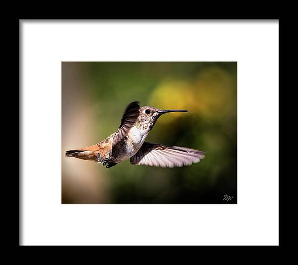 Hummer Framed Print featuring the photograph Hummer 1 by Endre Balogh