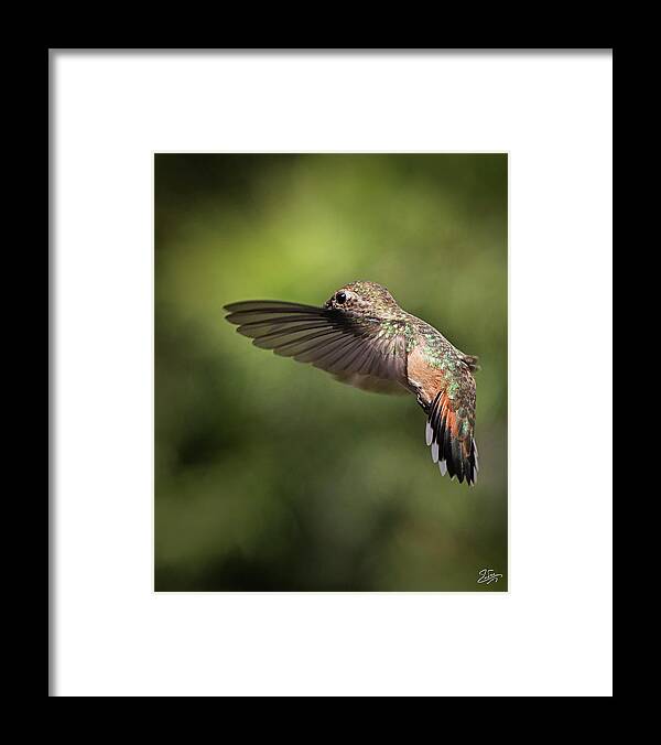 Hummer Framed Print featuring the photograph Hummer 8 by Endre Balogh