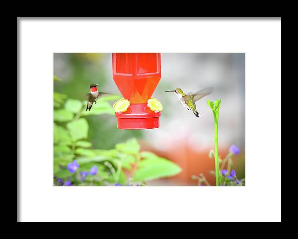 Red Throated Framed Print featuring the photograph Humming Birds by Michelle Wittensoldner