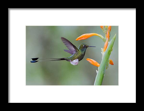 Booted Framed Print featuring the photograph Hummingbird And Flower by Cheng Chang