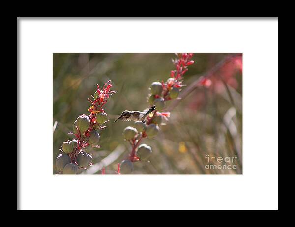 Hummingbird Framed Print featuring the photograph Hummingbird Flying To Red Yucca 1 in 3 by Colleen Cornelius