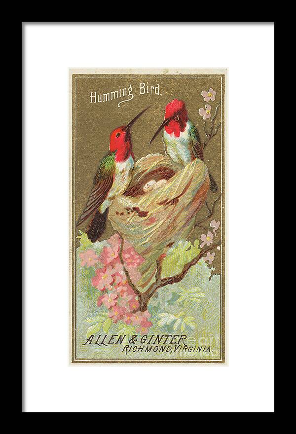 1880-1889 Framed Print featuring the drawing Hummingbird by Heritage Images