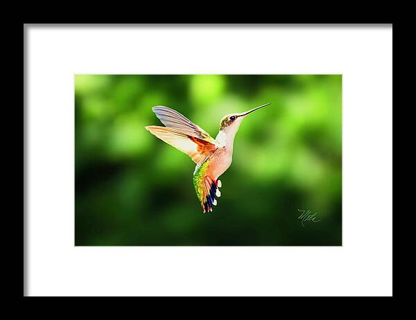 Female Ruby Throat Framed Print featuring the photograph Hummingbird Hovering by Meta Gatschenberger