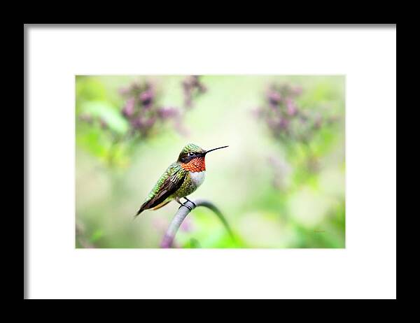 Hummingbird Framed Print featuring the photograph Hummingbird II by Christina Rollo