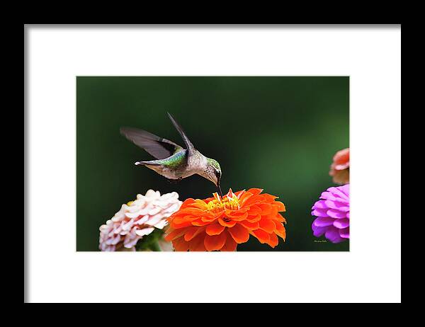 Hummingbird Framed Print featuring the photograph Hummingbird in Flight with Orange Zinnia Flower by Christina Rollo