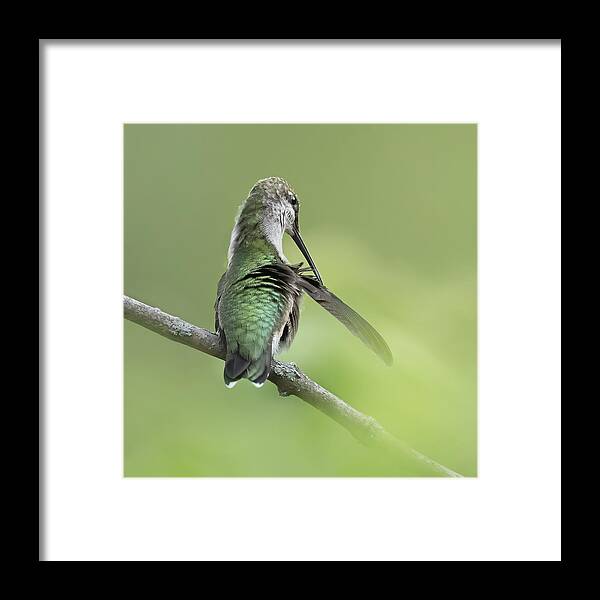 Cute Framed Print featuring the photograph Hummingbird In Making Beauty by Nancy Yang