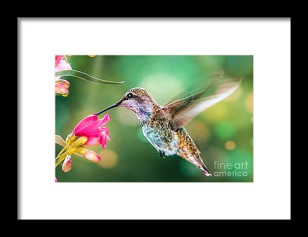 Hummingbirds Framed Print featuring the photograph Hummingbird ll by Peggy Franz