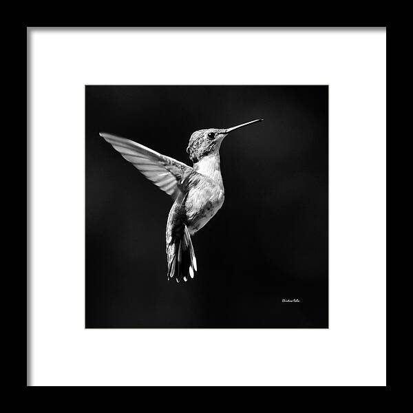 Hummingbird Framed Print featuring the photograph Hummingbird Wings Up Square Bw by Christina Rollo