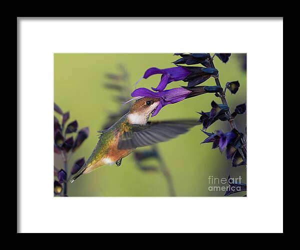 Hummingbird Framed Print featuring the photograph Hummingbird with Purple by Bill Frische