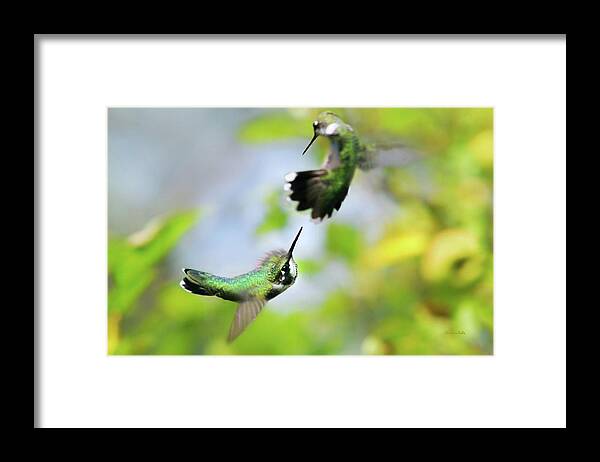 Hummingbirds Framed Print featuring the photograph Hummingbirds Ensuing Battle by Christina Rollo