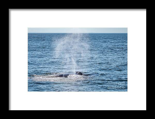 Whale Framed Print featuring the photograph Humpback Whale Blow 1 by Lorraine Cosgrove