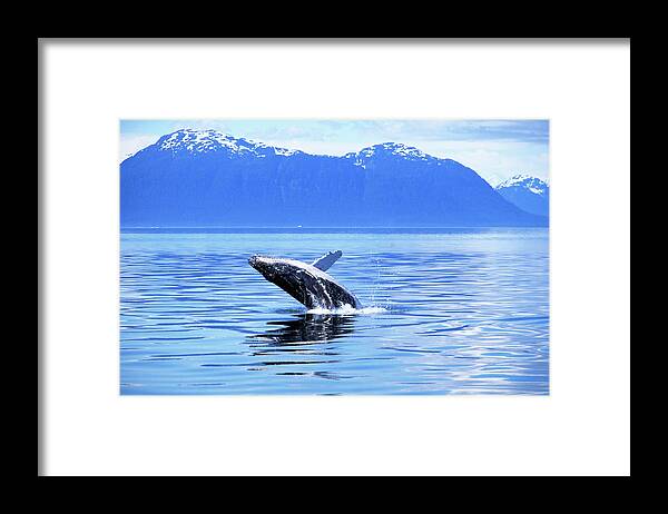 Animal Themes Framed Print featuring the photograph Humpback Whale Breaching, Alaska by Art Wolfe