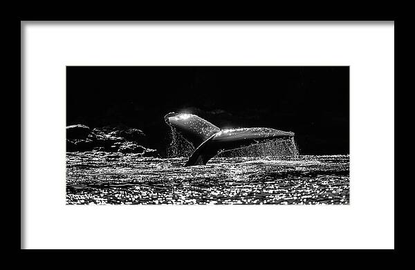 Canada Framed Print featuring the photograph Humpback whale dive in black and white by Murray Rudd