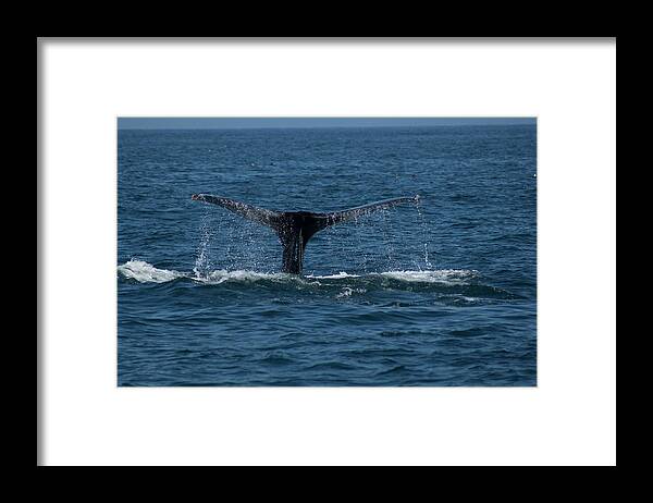 California Framed Print featuring the photograph Humpback Whale Fluke 1 by Donald Pash