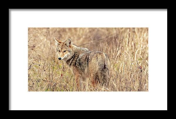  Framed Print featuring the photograph Hungry and Looking by Marcy Wielfaert