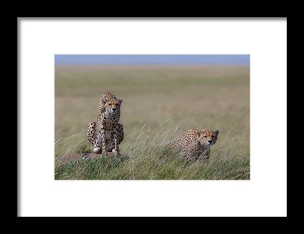 Cheetah Framed Print featuring the photograph Hunting by Alessandro Catta