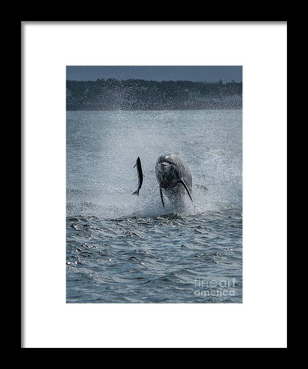 Dolphin Framed Print featuring the photograph Hunting Bottlenose Dolphin by Andreas Berthold
