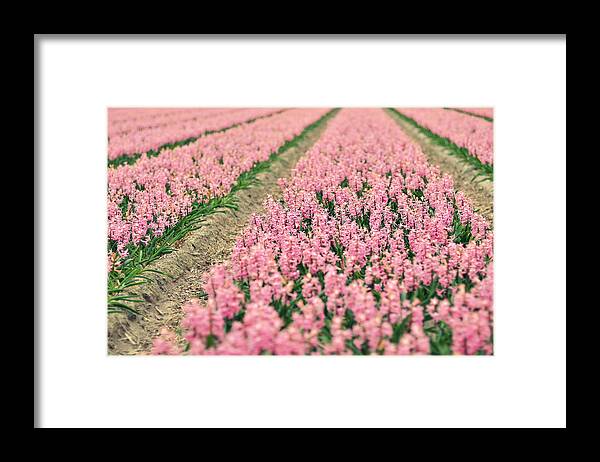 North Holland Framed Print featuring the photograph Hyacinth Field by Photo By Ira Heuvelman-dobrolyubova