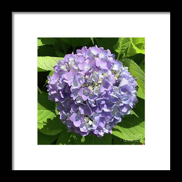 Hydrangea Framed Print featuring the photograph Hydrangea 8 by Amy E Fraser