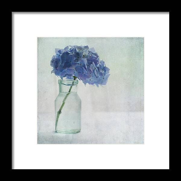 Tranquility Framed Print featuring the photograph Hydrangea by Jill Ferry