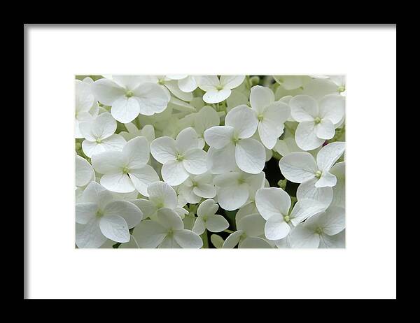Petal Framed Print featuring the photograph Hydrangea - White by Bikec