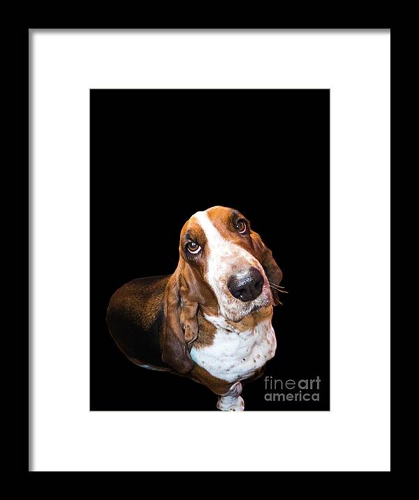 Fred Framed Print featuring the photograph I Am Not Fred Basset by Al Bourassa