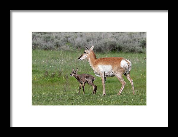 Pronghorn Framed Print featuring the photograph I can stand by Ronnie And Frances Howard